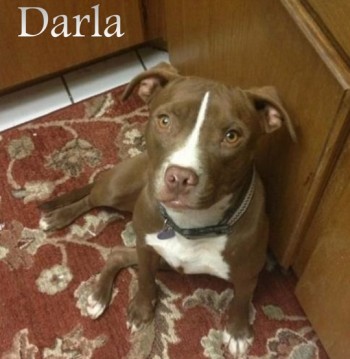 Adopt Darla