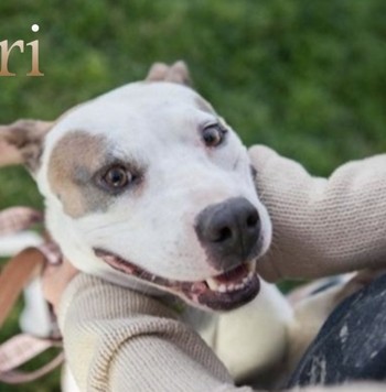 Adopt Lori