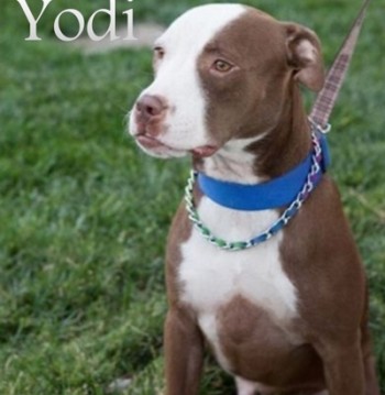 Adopt Yodi